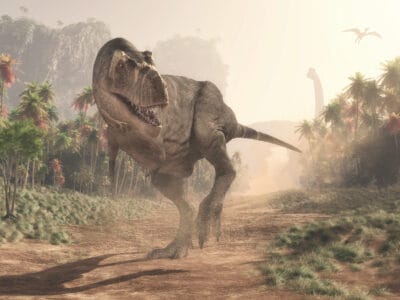 A Tyrannosaurus rex