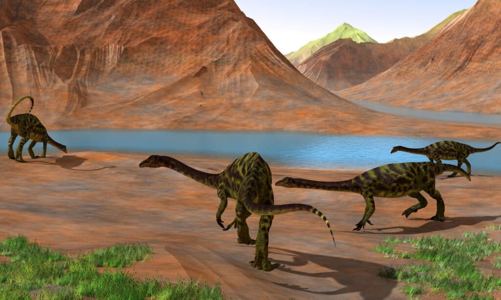 Anchisaurus dinosaur remains were found in Massachusetts
