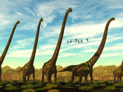 A 9 Dinosaurs With Long Necks