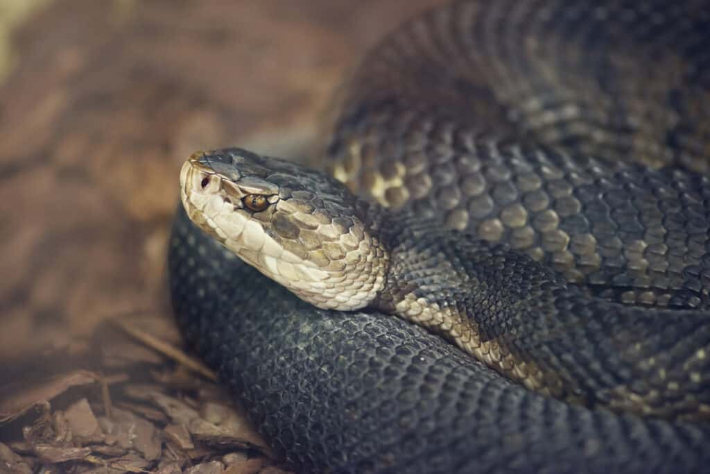 Although cottonmouths have keeled scales, the keels are weaker on the lowermost rows