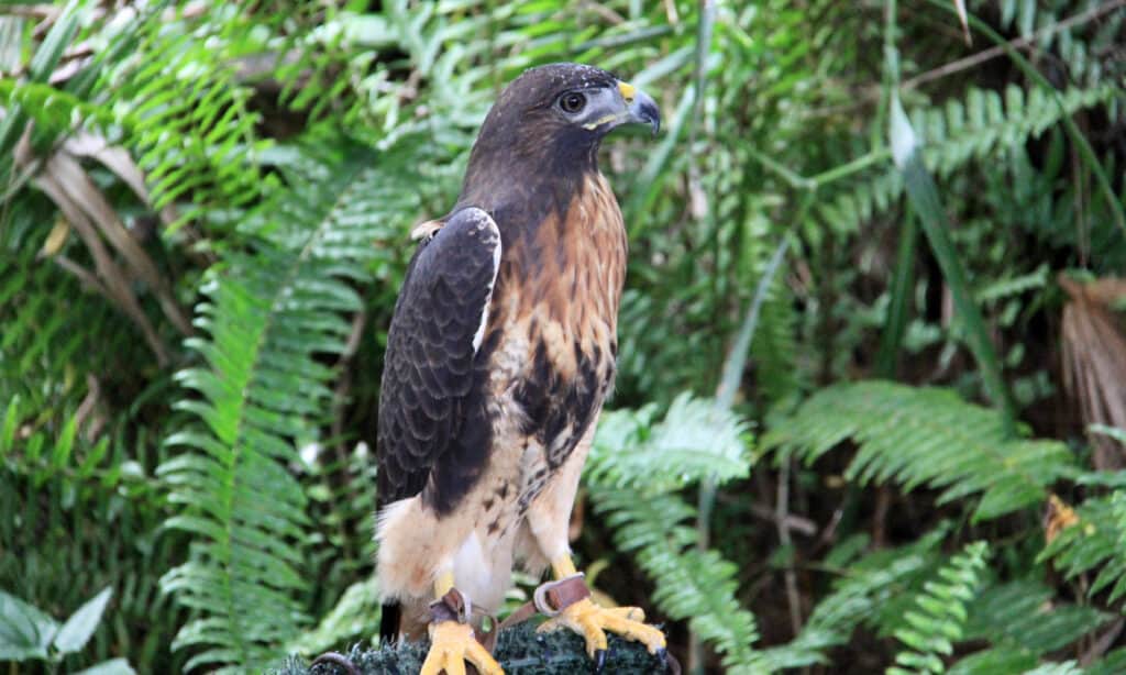 Short-tailed hawk