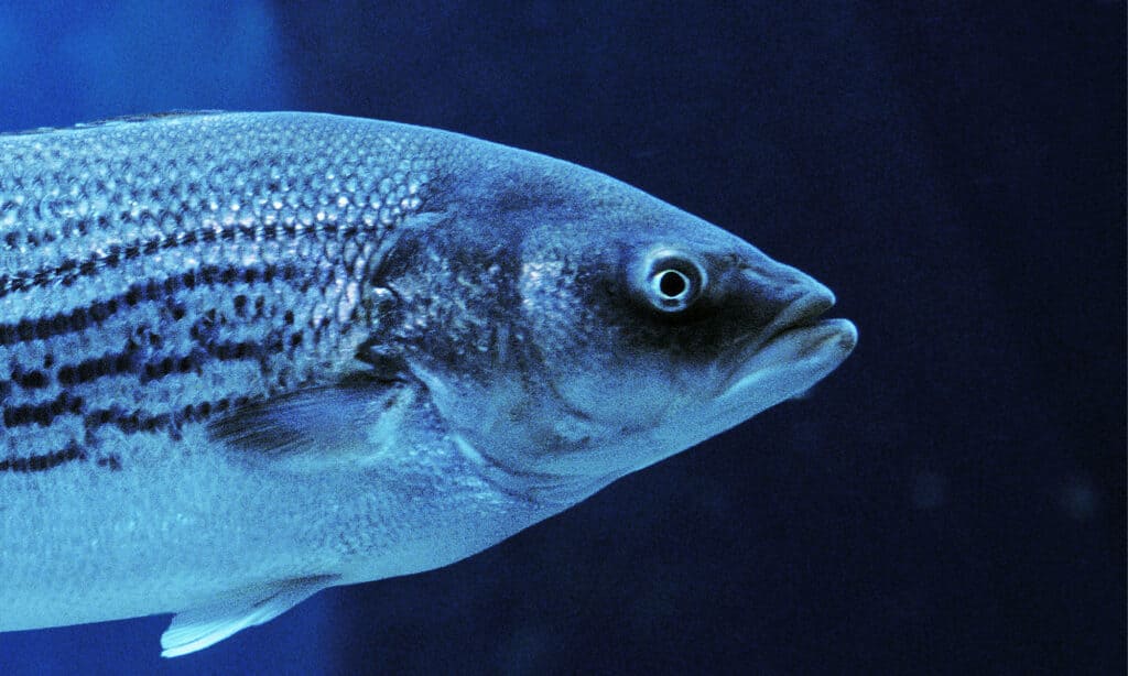 close up of a large Striped Bass