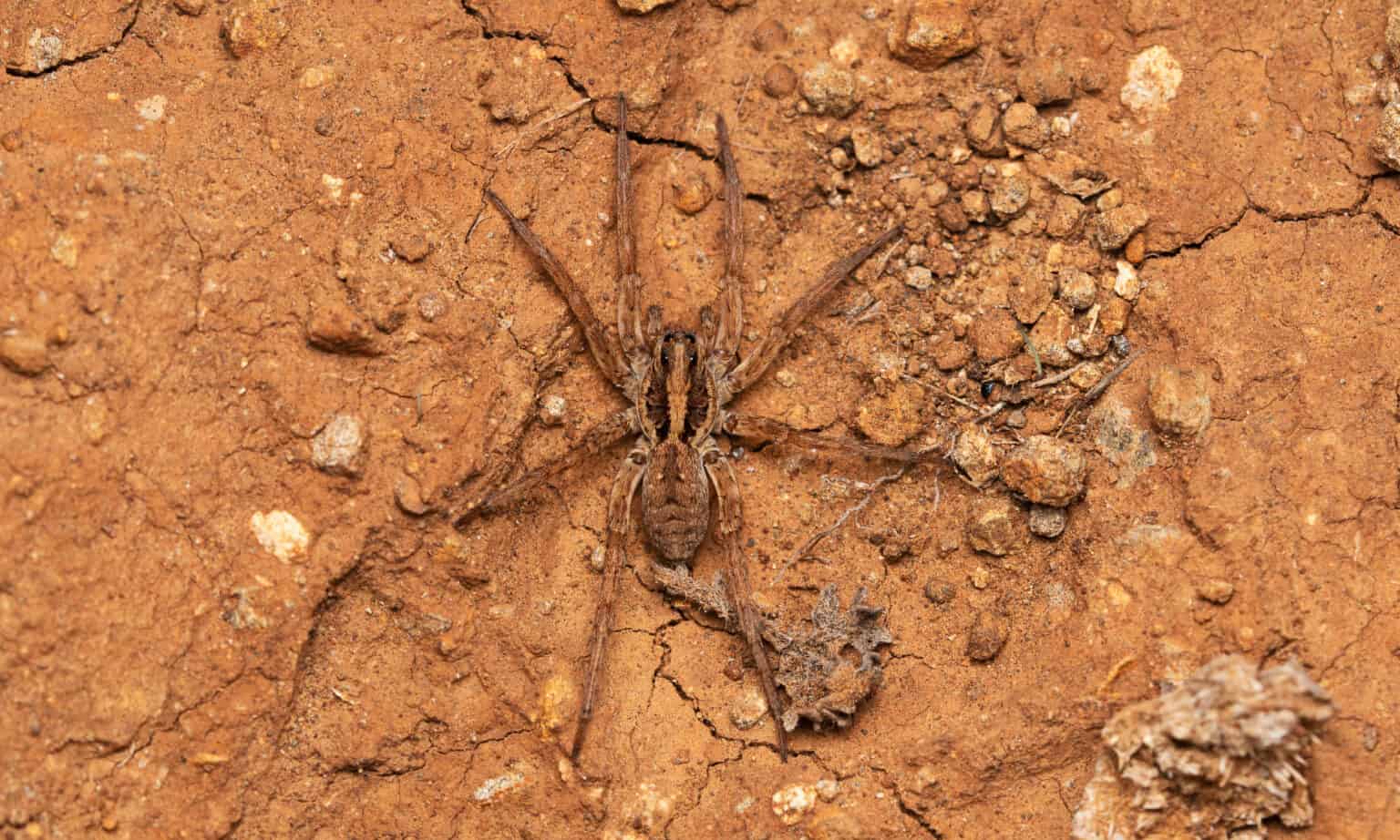 10 Incredible Wolf Spider Facts - A-Z Animals