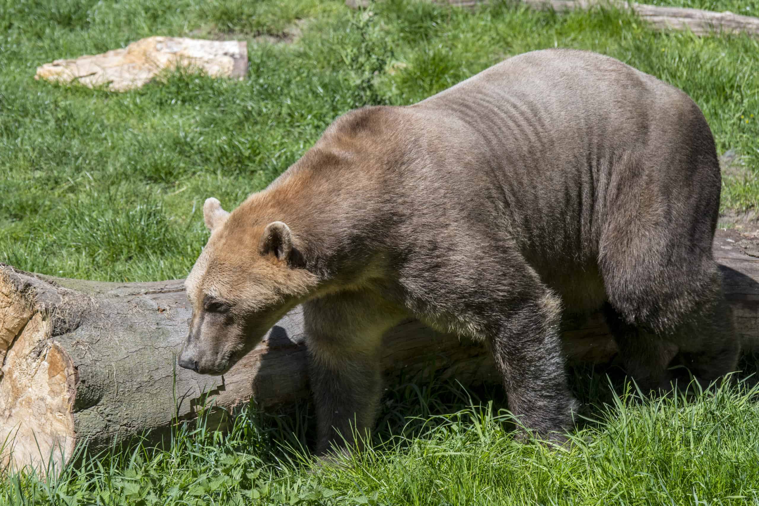 Discover the Pizzly Bear - A Hybrid Between Grizzlies and Polar Bears - AZ  Animals