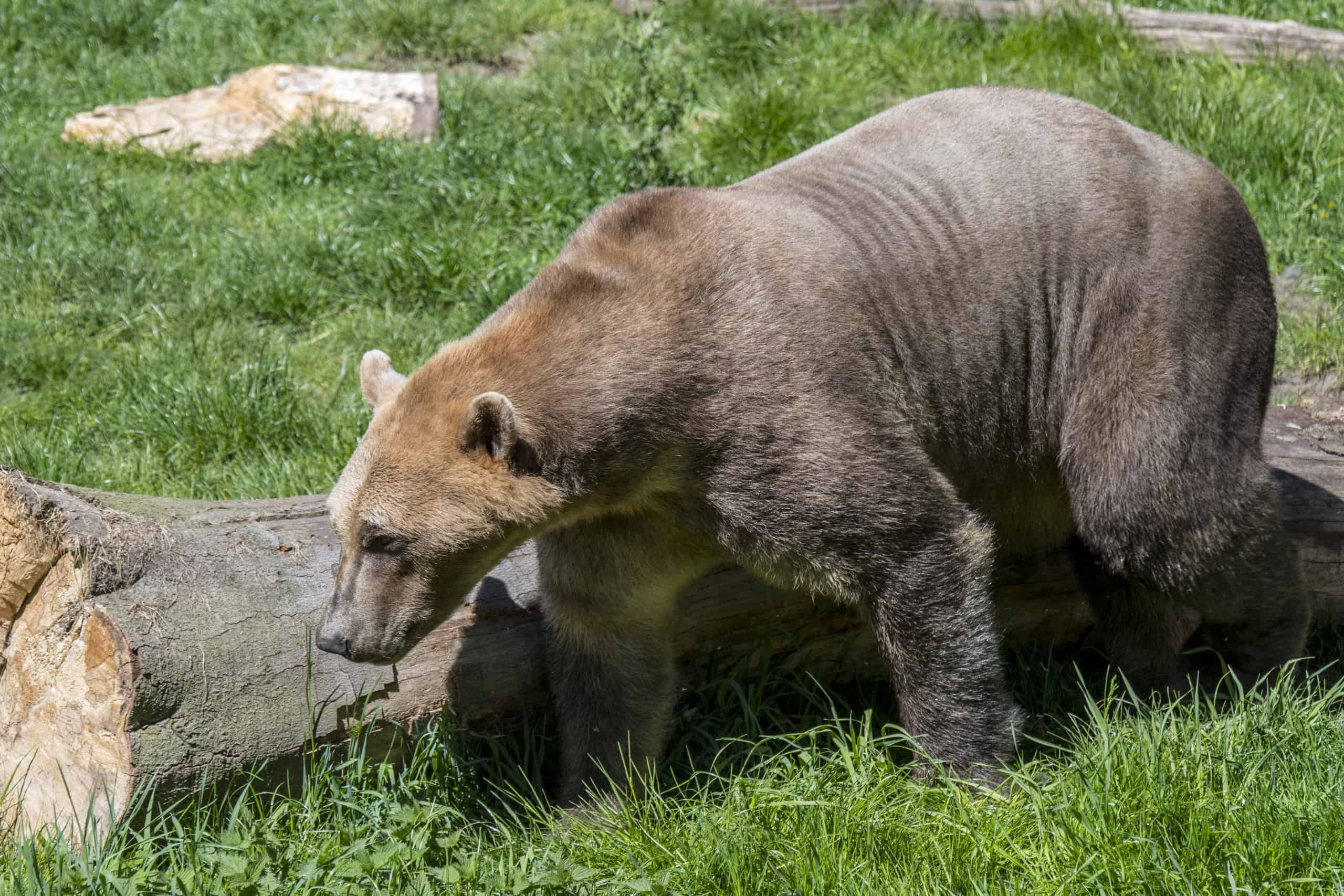 grizzly black bear hybrid