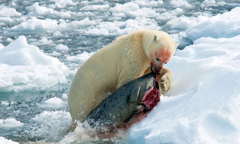 Polar bear just caught dead seal