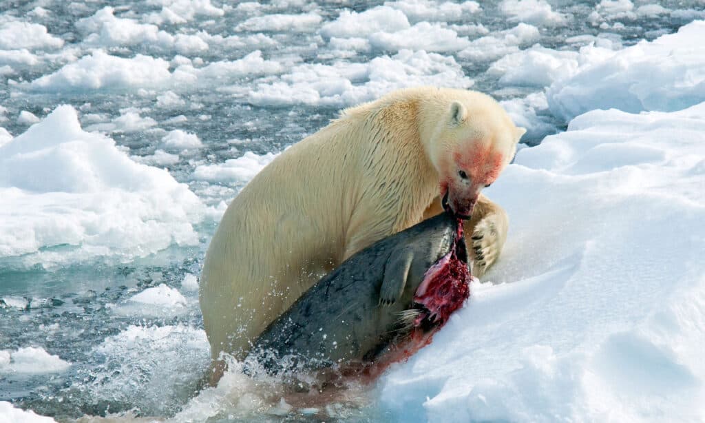 images of polar bears eating