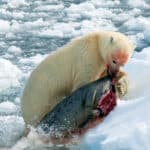 Polar bears usually hunt seals