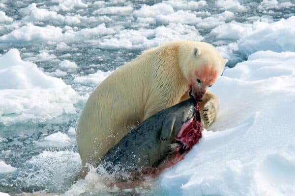 Polar bears usually hunt seals