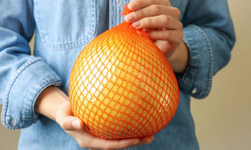 Woman holding ripe pomelo fruit, close up.