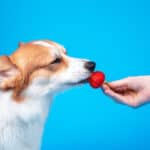 Strawberries are a healthy treat for dogs as long as you follow certain guidelines. 
