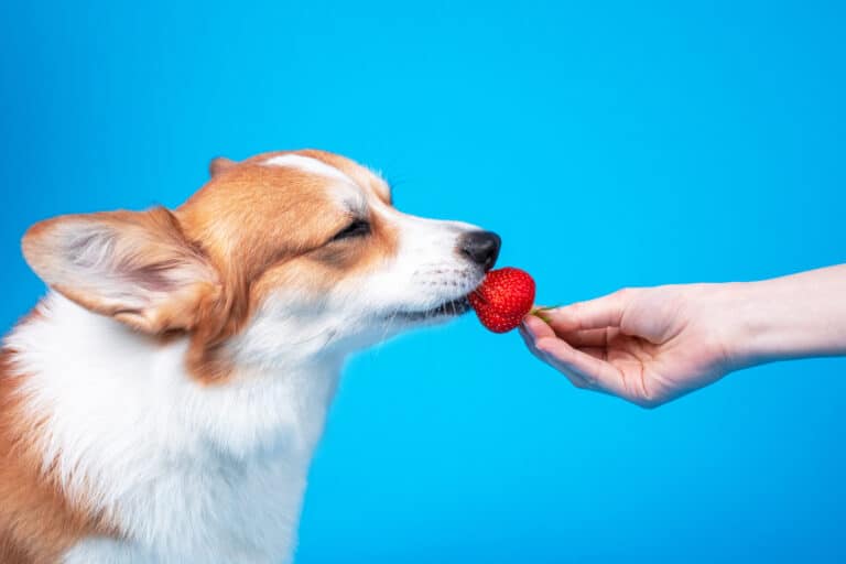 Woman's hand feeding a strawberry to a Pembroke Welsh Corgi on a blue background