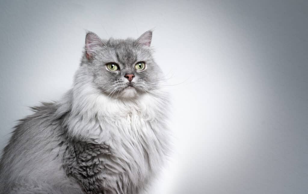 Silver and gray tabby British longhair cat on gray background