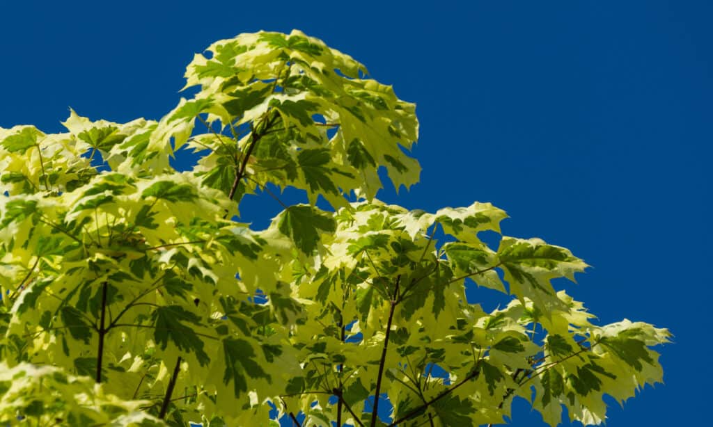 types of maple trees