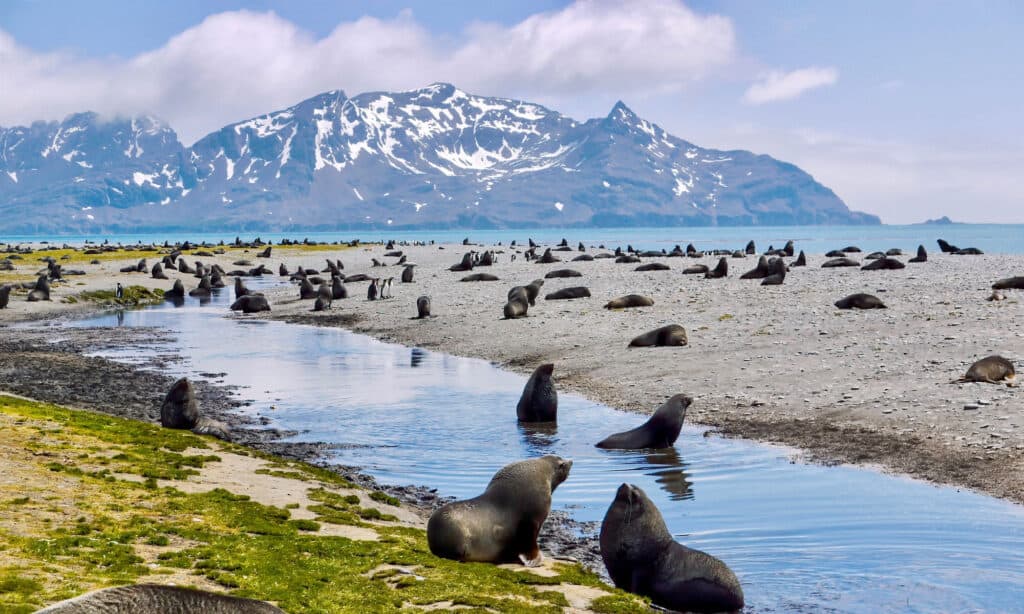 South Georgia and the South Sandwich Islands