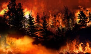 Horrifying ‘Firenado’ Forming in California Looks Like Marvel Movie Disaster Scene Picture