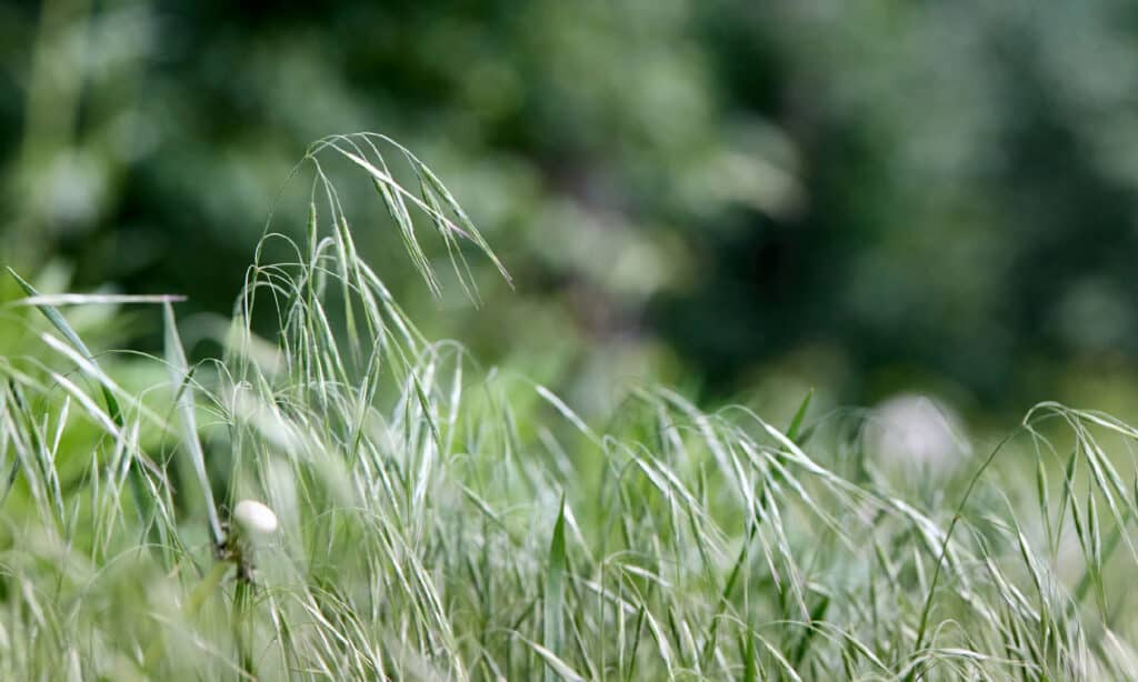 Cheatgrass (Bromus tectorum)