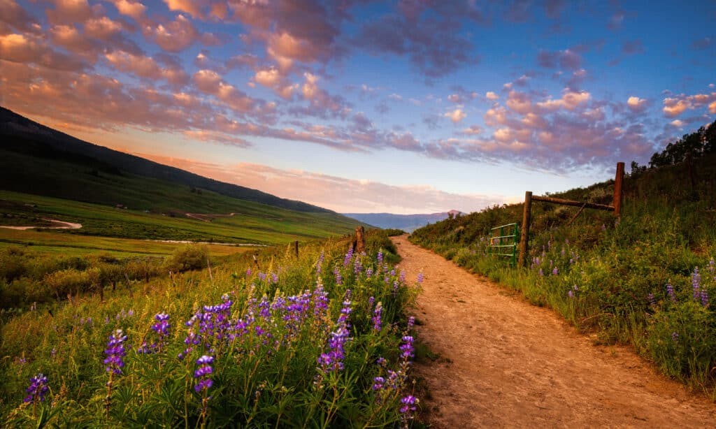 Lupines line a hiking trail at dawn near Crested Butte, Colorado
