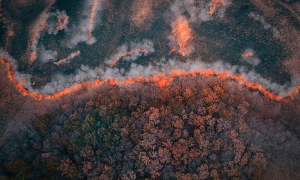 A strip of Dry Grass sets Fire to Trees in dry Forest