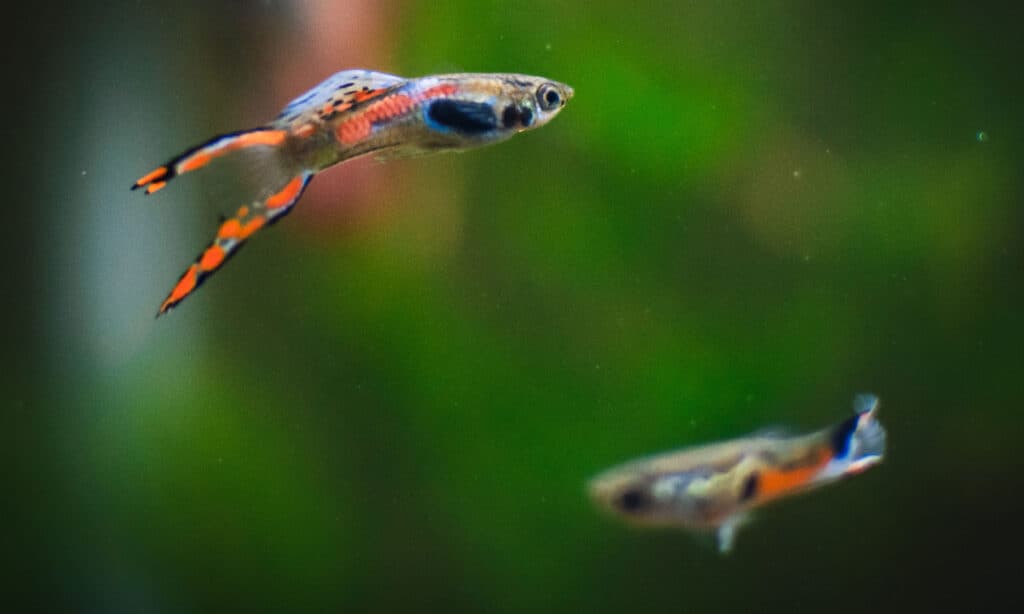 endler guppy in my aquarium