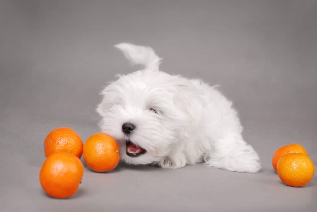 A Maltese puppy on the floor with oranges nearby. 