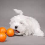 Oranges are a healthy treat for dogs as long as you follow certain safety guidelines. 
