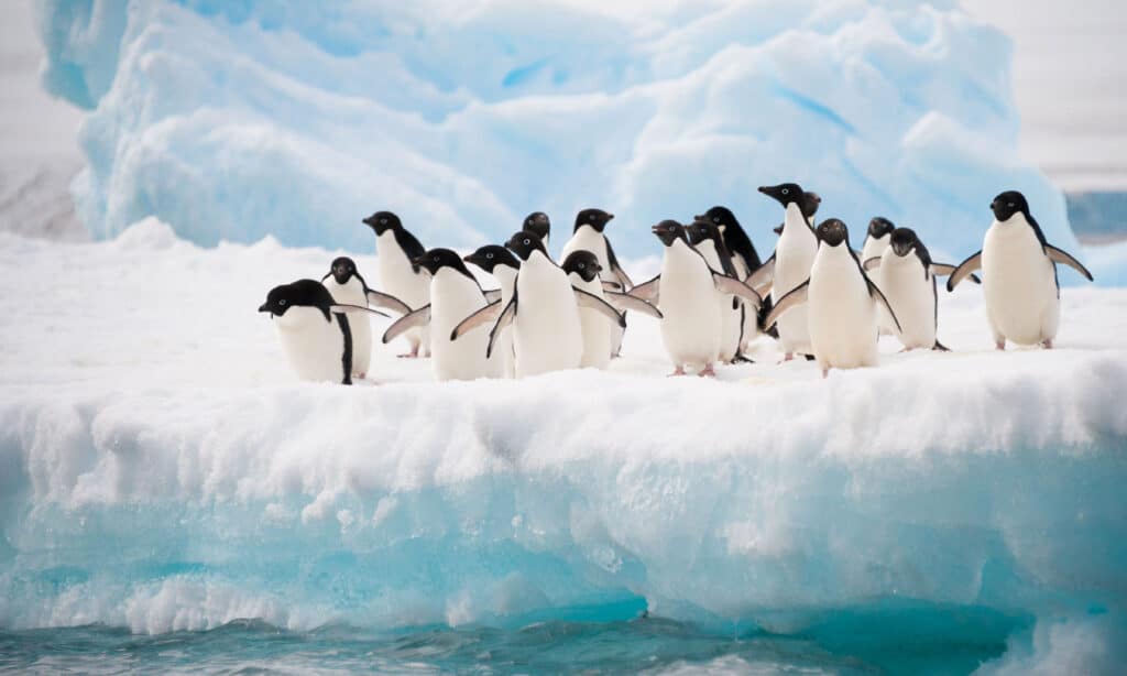 Adelie penguins colony on the iceberg Antarctica