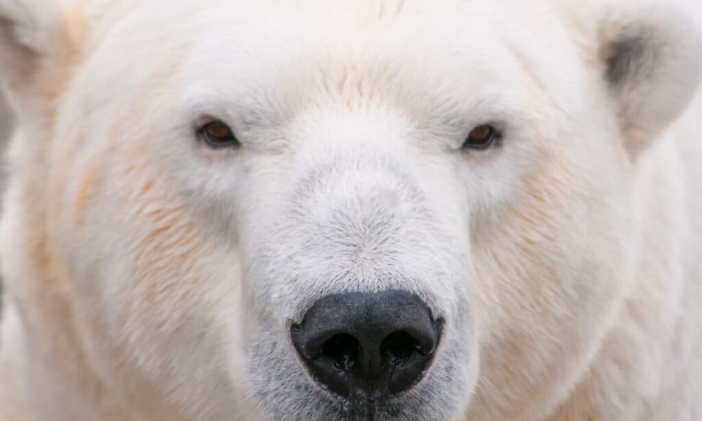 Full frame of a polar bear's face. The polar bear is with with a black nose and black eyes.