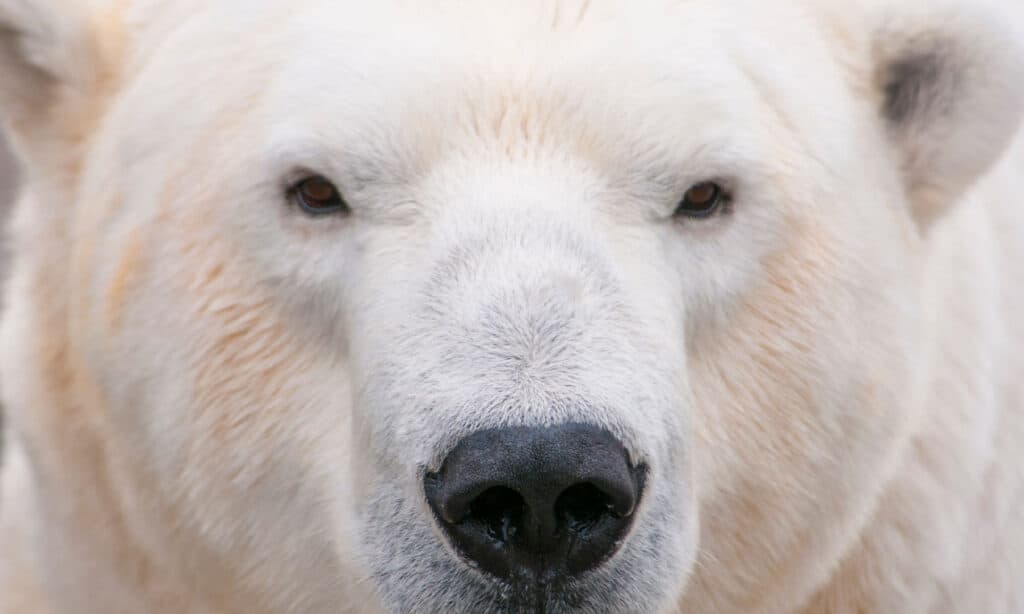 Full frame of a polar bear's face. The polar bear is with with a black nose and black eyes. 