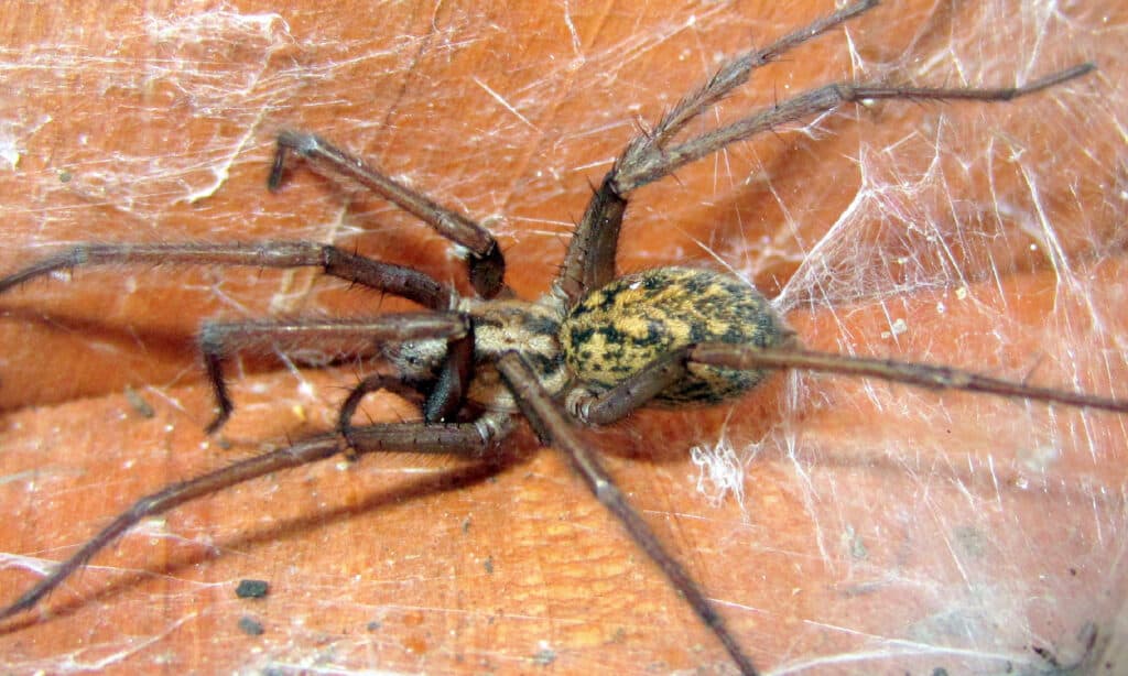 Hobo Spider