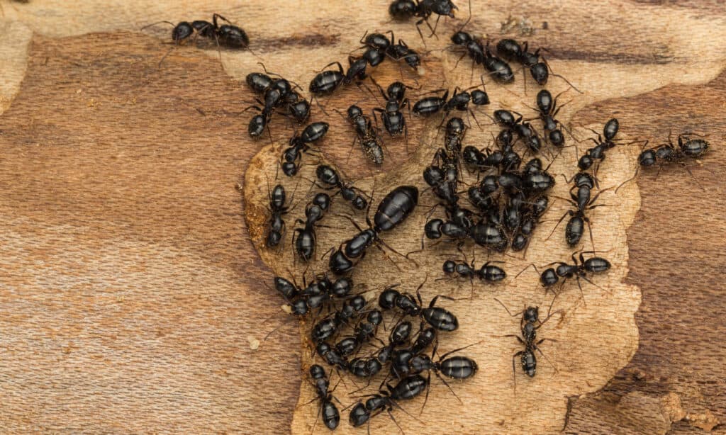 Carpenter Ant queen surrounded