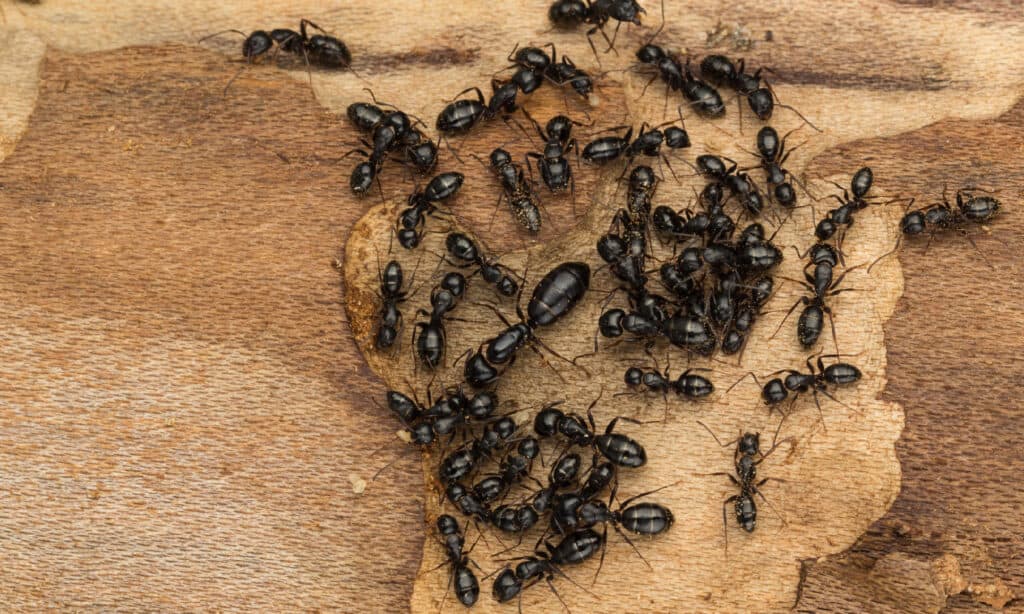 Black carpenter ants are the largest species in the United States