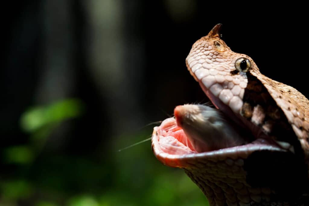 Gabonin kyykäärme syövät rotat