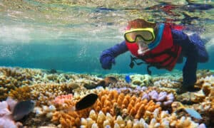 12 Best Places to Snorkel with Marine Life in the Wild photo