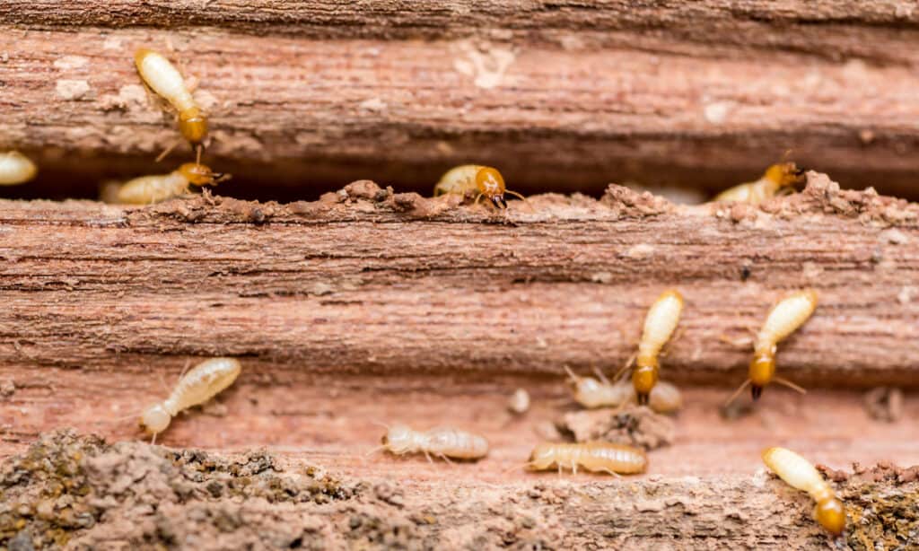 drywood termites