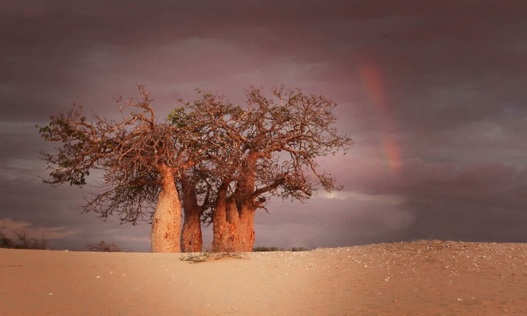 The African baobab tree