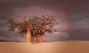 9 of the Oldest Trees in Africa Picture