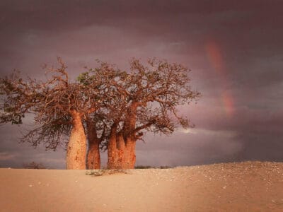 A 9 of the Oldest Trees in Africa