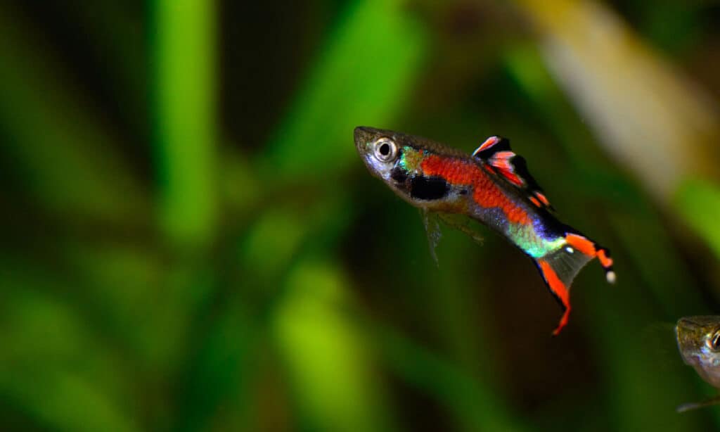 Male black-bar Endler