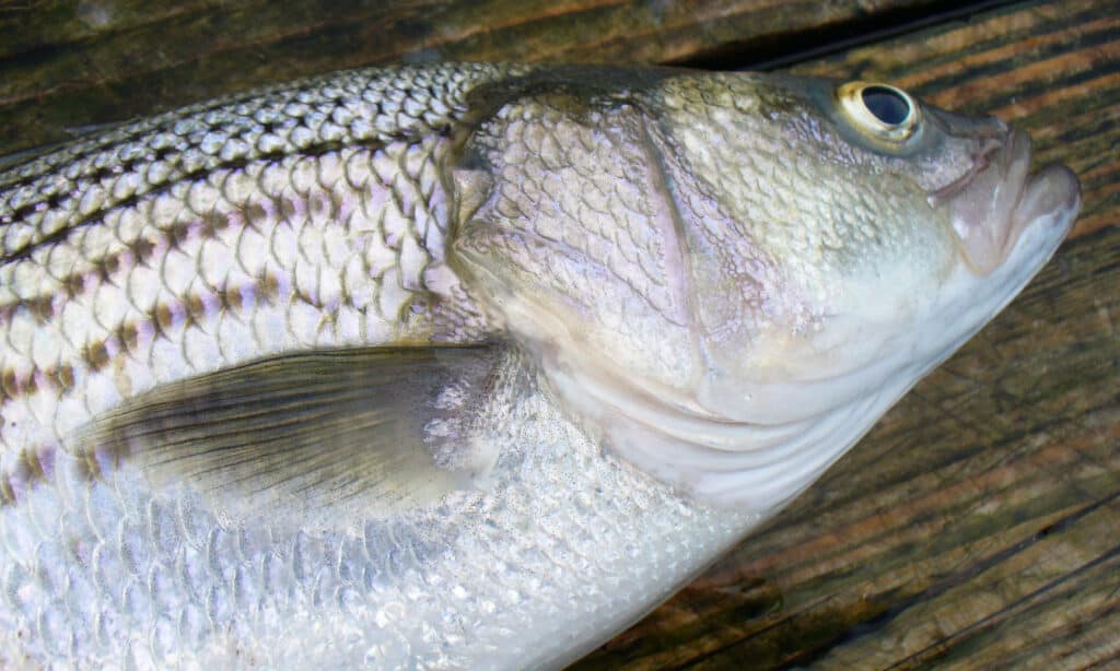 Striped Bass