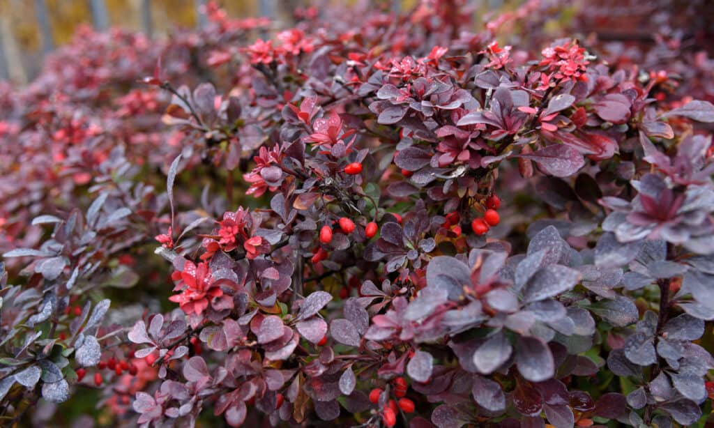 Berberis thunbergii, Japanese Barberry 