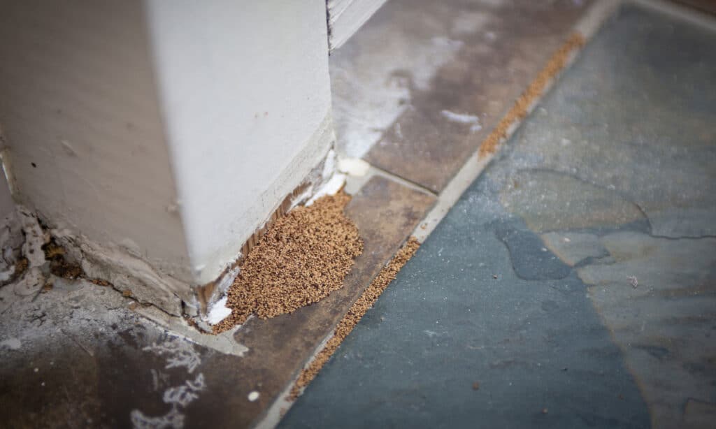 termite droppings at an outside banister