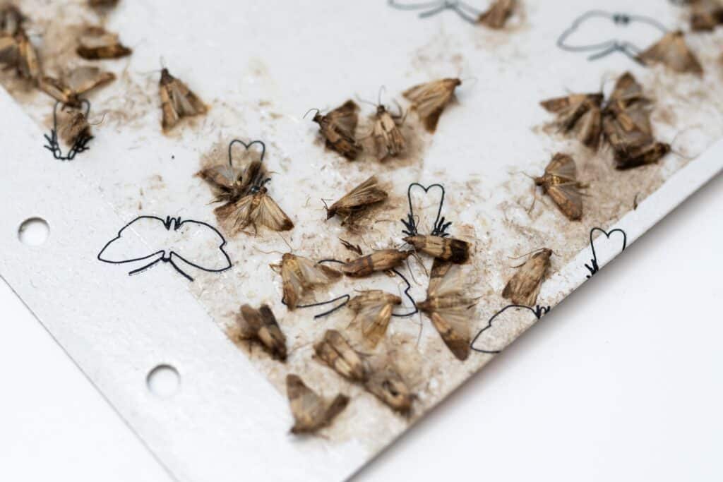 How to Get Rid of Moths Inside Your House Instantly - A-Z Animals