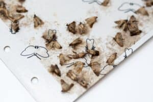 Pantry Pests: How to Eliminate an Indian Meal Moth Infestation photo