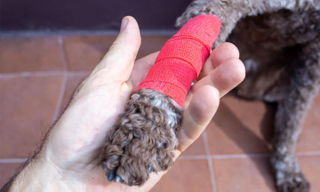 Human hand gently supporting a dog's injured and bandaged paw