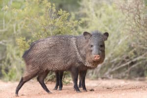 Watch A Javelina Barrel Full Speed Through Tuscon Picture