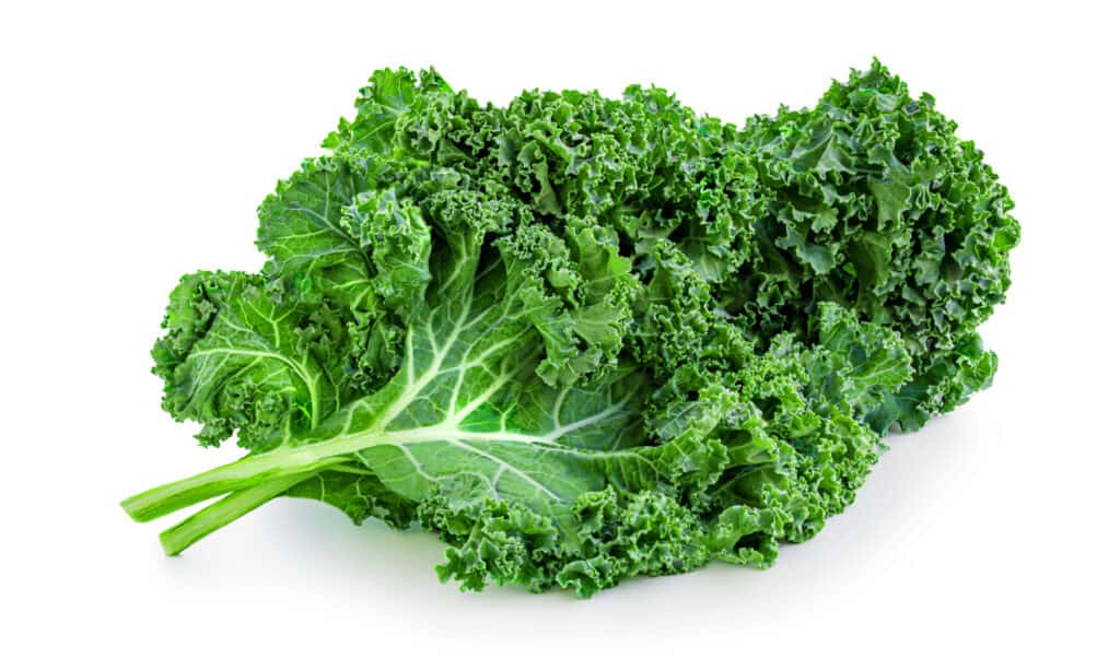 kale on a white background