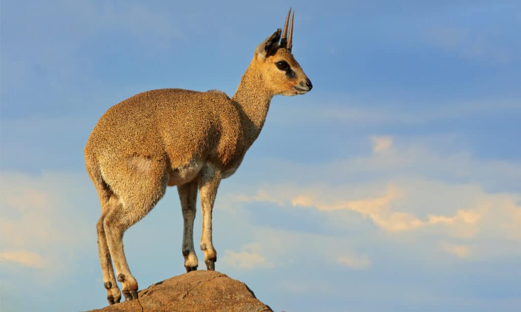 antelope standing on rock