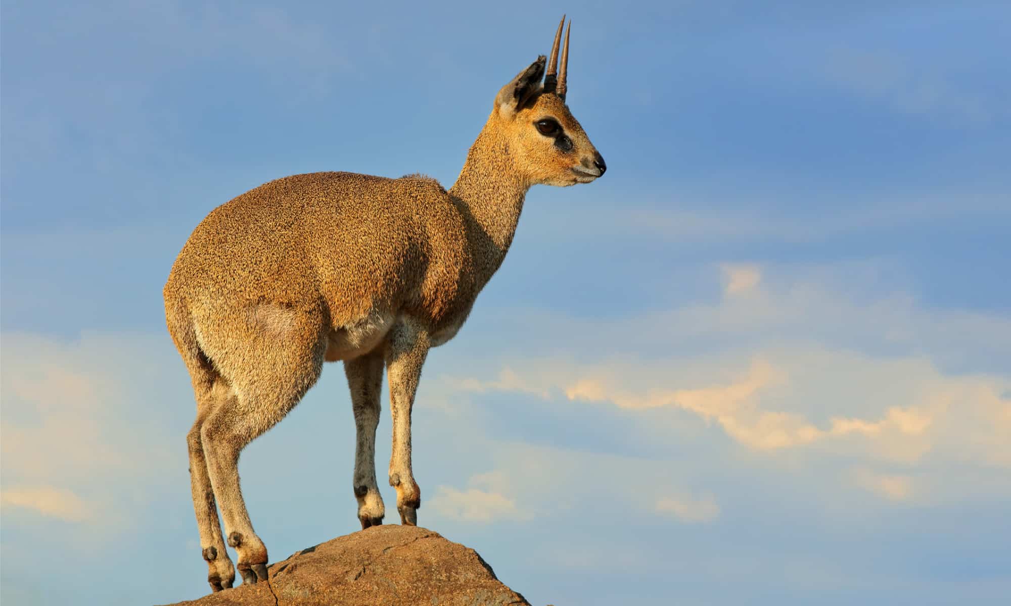 A klipspringer antelope standing on a rock