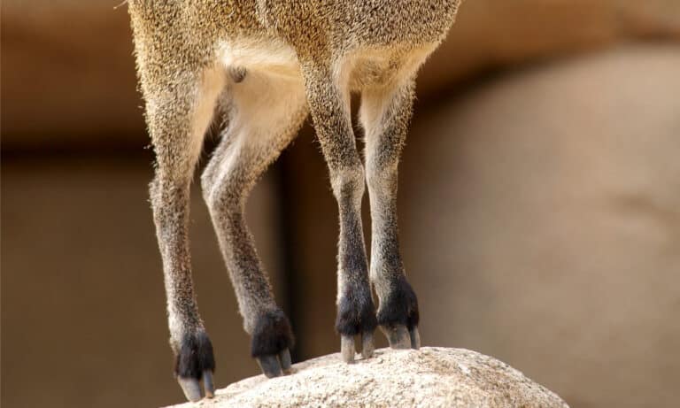 Closeup of klipspringer hooves
